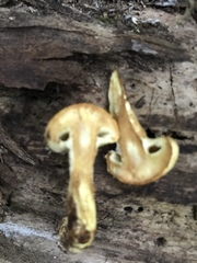 Pleuroflammula multifolia
