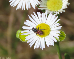 Holcopasites calliopsidis
