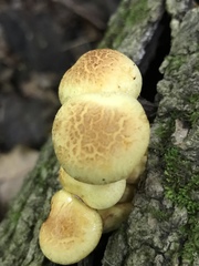 Pleuroflammula multifolia