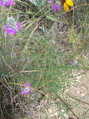 Dalea tenuis