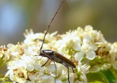 Sphaenothecus maccartyi