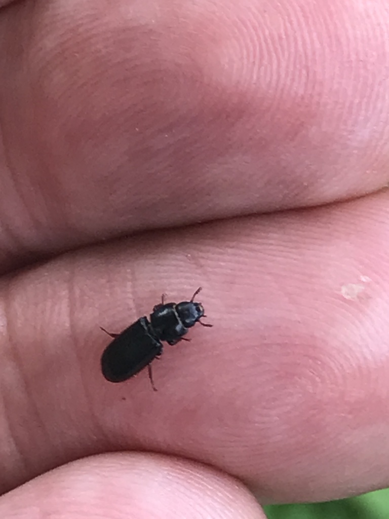 Beetles from Hathaway Dr, Sutton, MA, US on July 11, 2020 at 12:22 PM ...