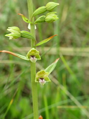 Epipactis dunensis