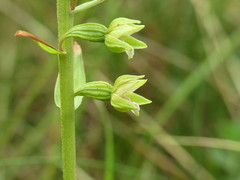 Epipactis dunensis
