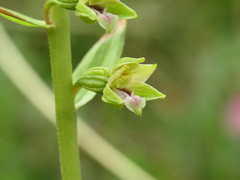 Epipactis dunensis