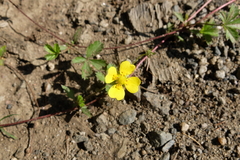 Potentilla anglica