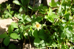 Potentilla anglica