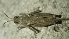 Tetrix ceperoi