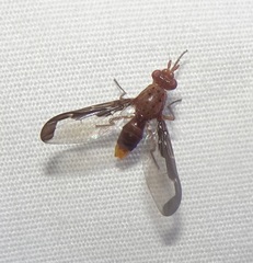 Diacrita costalis
