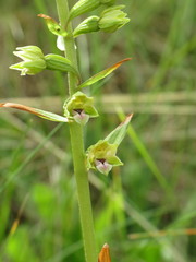 Epipactis dunensis