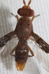 Diacrita costalis