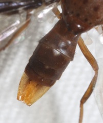 Diacrita costalis