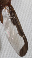 Diacrita costalis