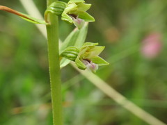 Epipactis dunensis