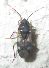 Lophoraglius