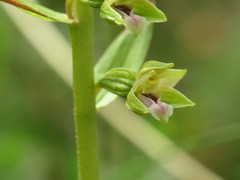 Epipactis dunensis
