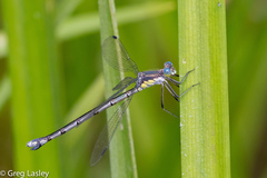 Lestes eurinus