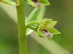 Epipactis dunensis