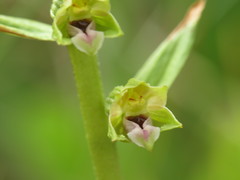Epipactis dunensis