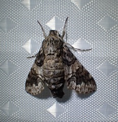 Cautethia noctuiformis