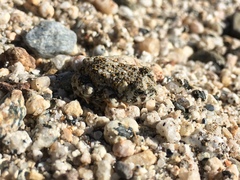 Anaxyrus californicus