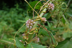 Cuscuta europaea