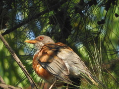 Turdus rufopalliatus