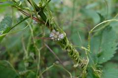 Cuscuta europaea