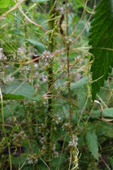 Cuscuta europaea