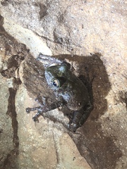 Craugastor decoratus