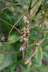 Cuscuta europaea