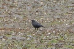 Corvus brachyrhynchos caurinus