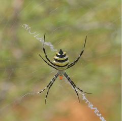 Argiope coquereli
