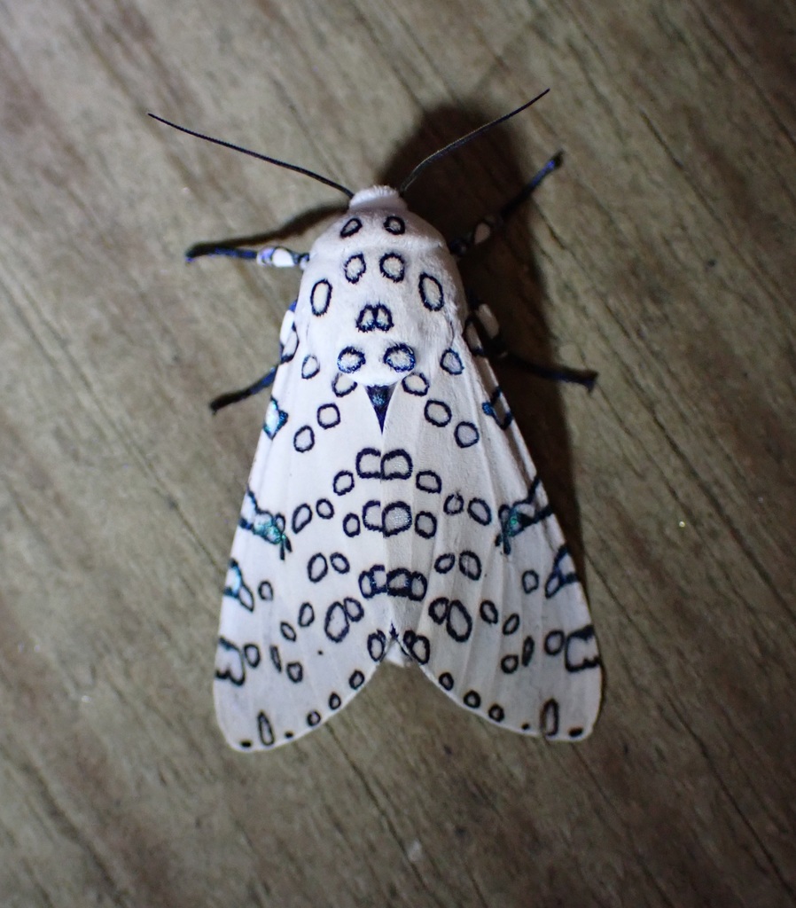 Hypercompe decora