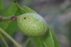Juglans regia