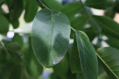 Juglans regia