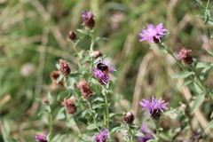 Bombus lapidarius
