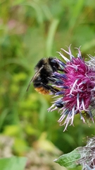 Bombus ruderarius