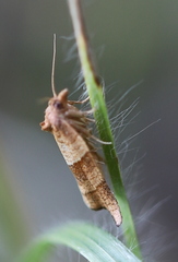 Philedone gerningana