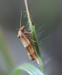 Philedone gerningana