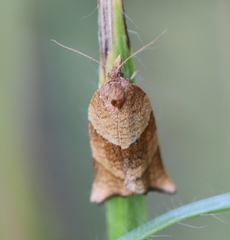 Philedone gerningana