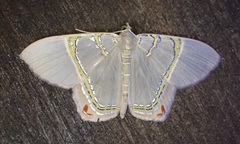 Phrygionis paradoxata