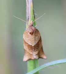 Philedone gerningana