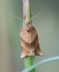 Philedone gerningana