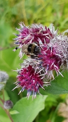 Bombus ruderarius