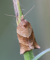 Philedone gerningana