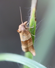 Philedone gerningana