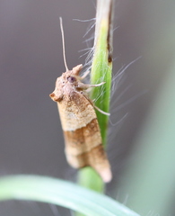 Philedone gerningana