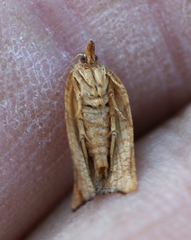 Philedone gerningana