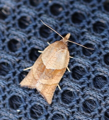 Philedone gerningana